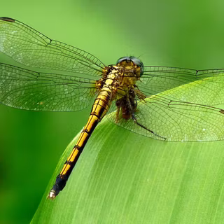 Dragonfly wallpaper