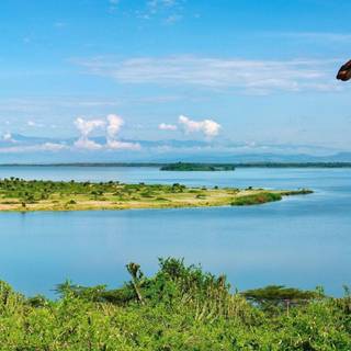 Giraffe desktop background