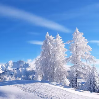 Winter wonderland backgrounds