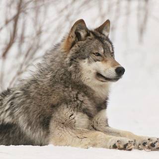 Pic wolf