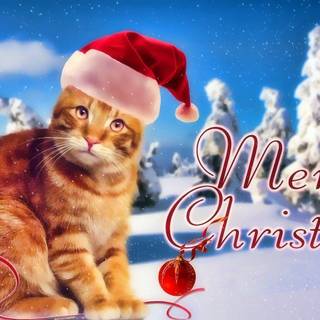 Christmas cat wallpaper