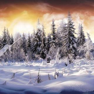 Snowy scenes wallpaper