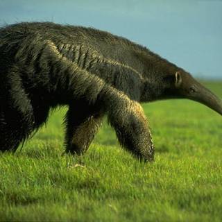 Anteater wallpaper