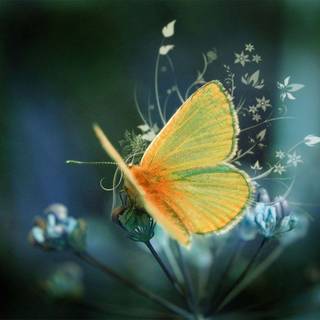 Live wallpaper desktop