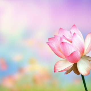 Wallpaper flower background