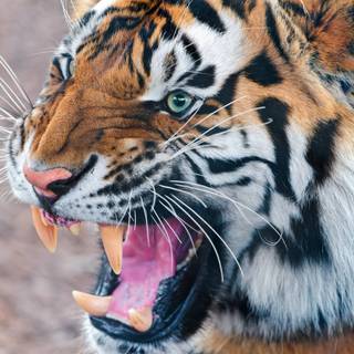 Tiger face wallpaper