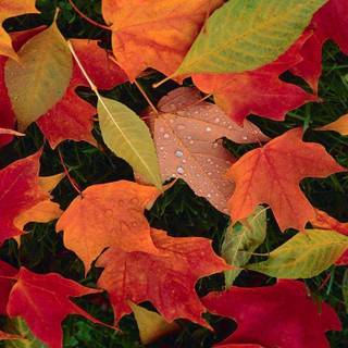 Fall background wallpaper