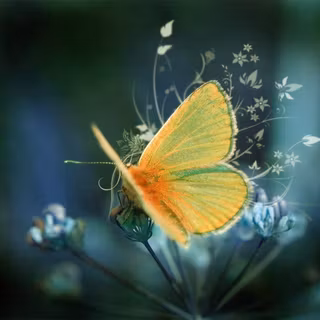 Butterfly wallpaper images