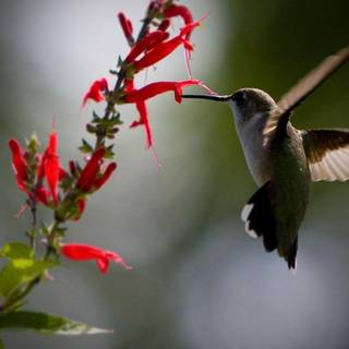 Hummingbird wallpaper