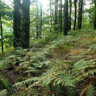 Ghillie suit wallpaper