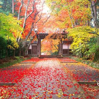 Japanese nature wallpaper