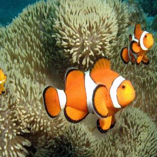 Clownfish wallpaper