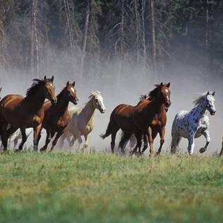 Horses desktop