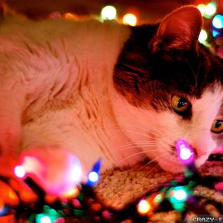 Christmas light backgrounds