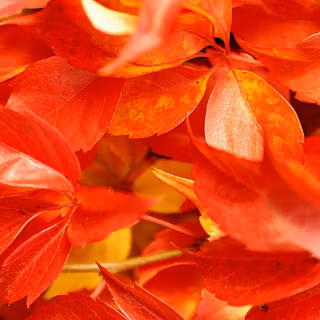 Red leaves wallpaper