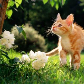 Computer wallpaper background