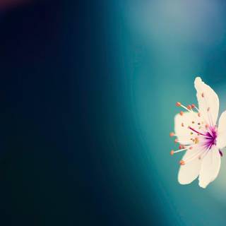 Flower background wallpaper