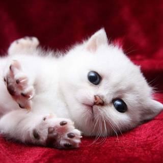Baby kitten wallpaper