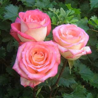 Beautiful pink roses images
