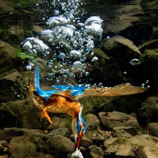 Kingfisher wallpaper