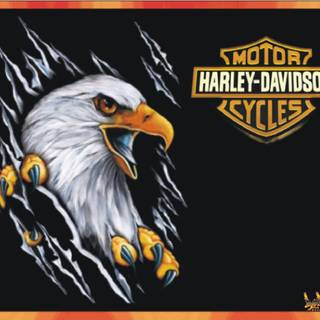 Harley davidson logo images