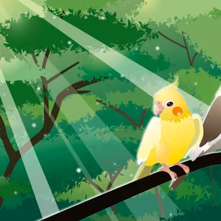 Cockatiel wallpaper