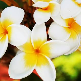 Frangipani backgrounds