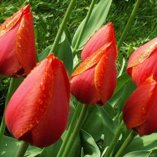 High definition flower images