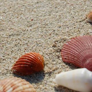 Seashells wallpaper