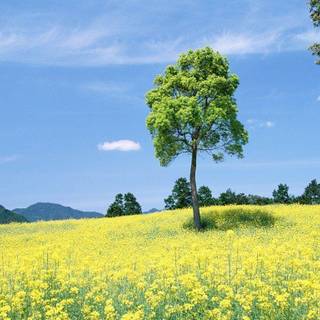 Relaxing desktop wallpaper