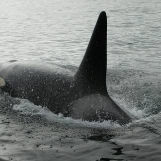 Killer whales wallpaper