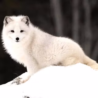 Arctic fox wallpaper