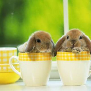Cute bunny wallpaper