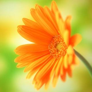 Flower desktop images