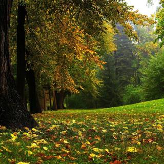 1920x1080 fall wallpaper