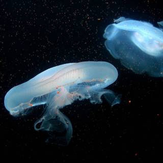 Jelly fish wallpaper