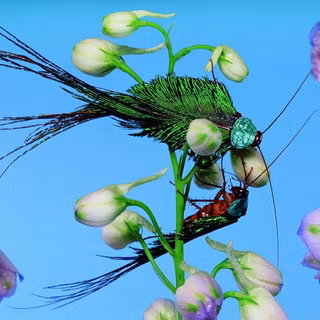 Bird of paradise wallpaper