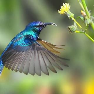 Humming bird wallpaper