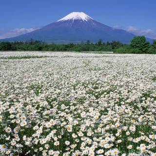 Spring images for desktop