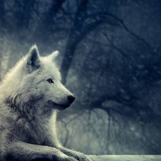 Wolf wall paper
