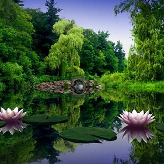 Lotus flower background