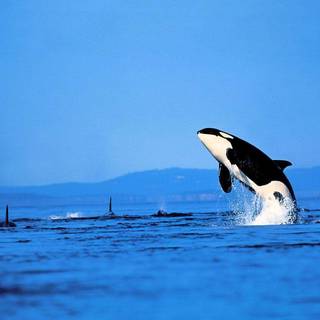 Orca wallpaper