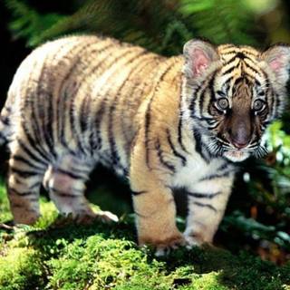Tiger images download