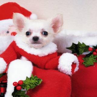Christmas puppies wallpaper