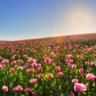 Flower gardens wallpaper