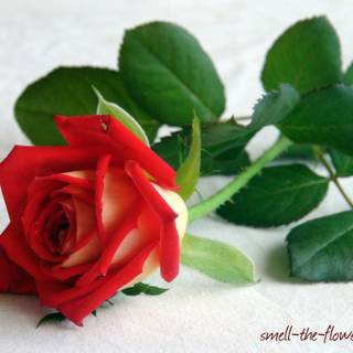 Red roses pictures images