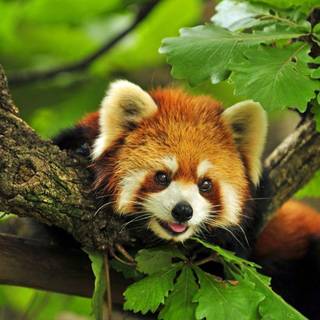Red panda wallpaper