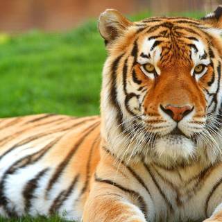 Tiger photos free download