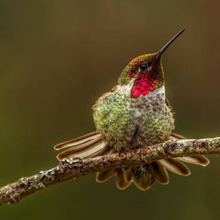 Hummingbird wallpaper background