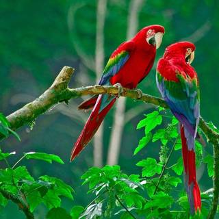 Wallpaper of love birds